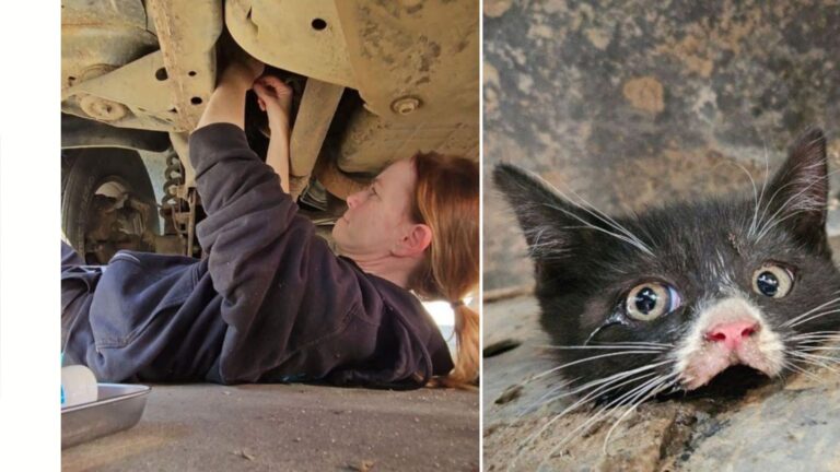 rescuers find kitten wedged in truck frame
