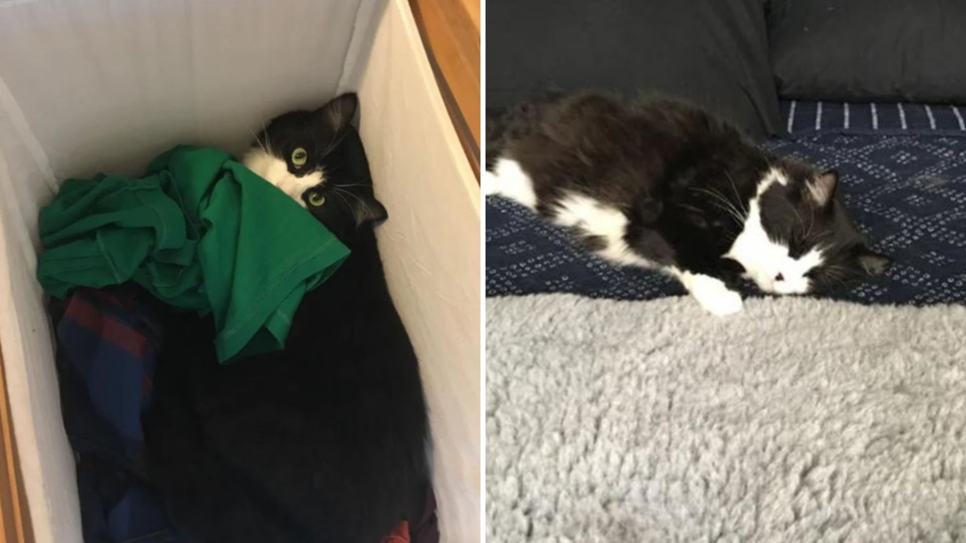 cat returned to shelter five times