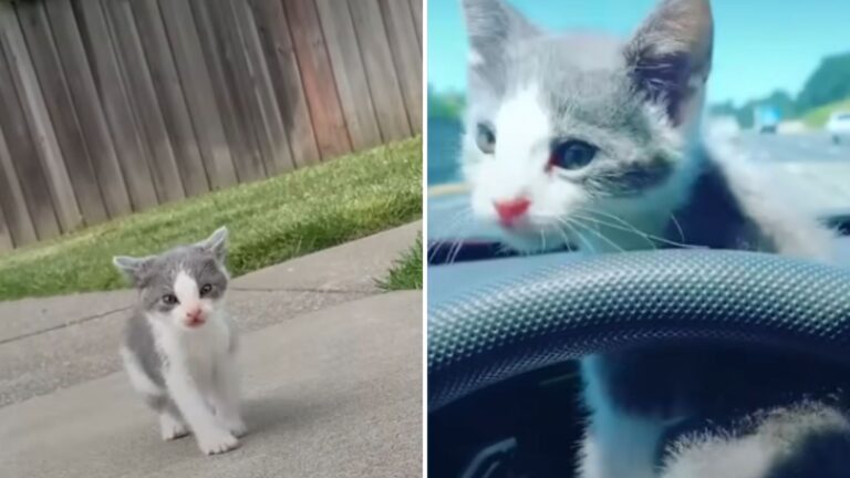 man finds the smallest kitten