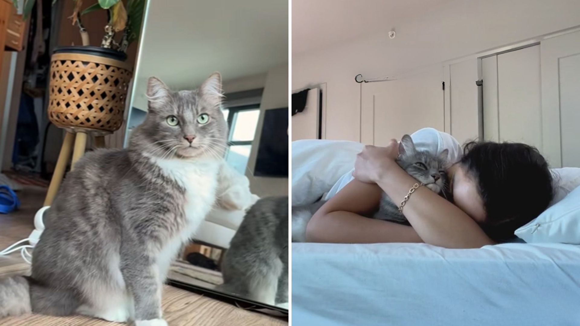 cat and owner