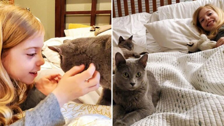 stuffed cat