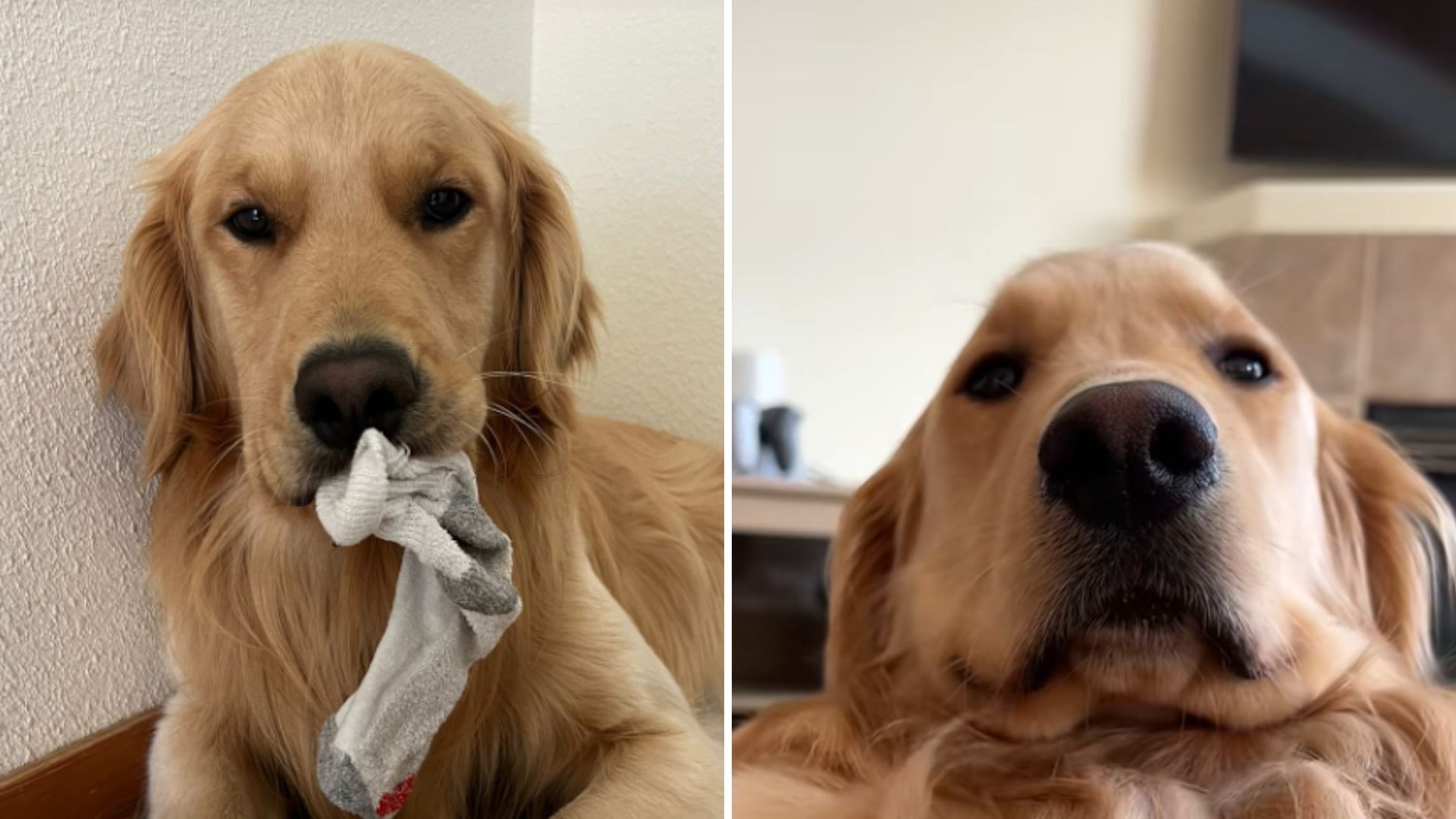 golden retriever has intense zoomies at night