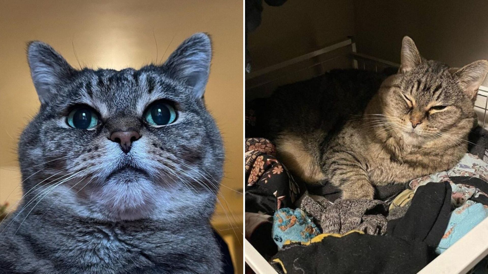 overlooked shelter cat