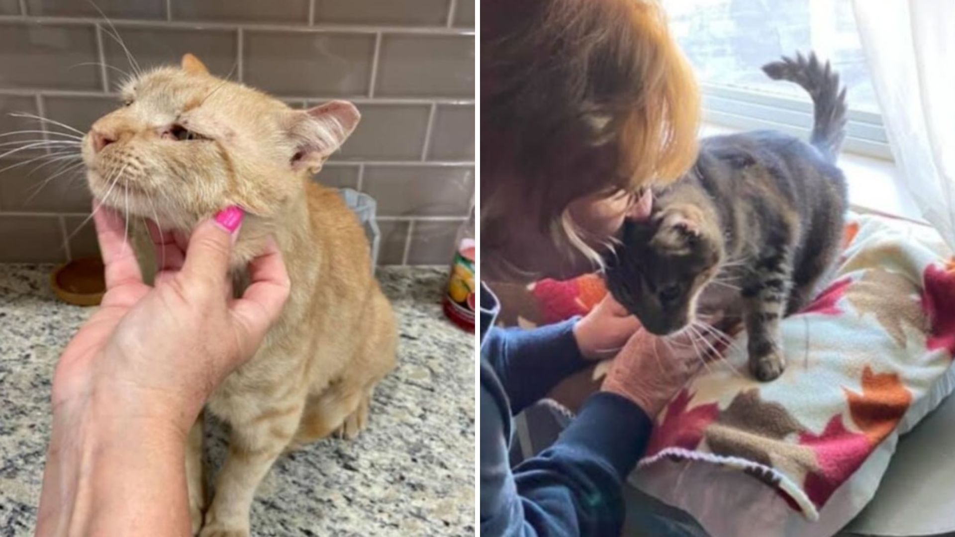 senior cat