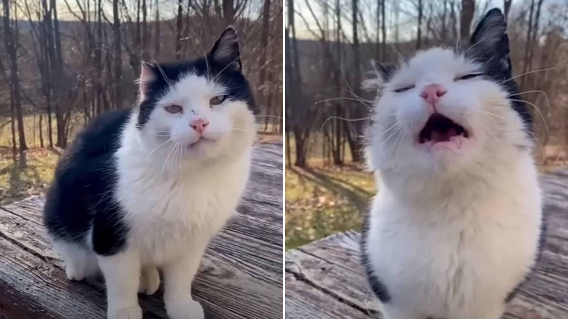 Senior Cat From Pennsylvania Finds Hope After Enduring A Hard Life On The Streets