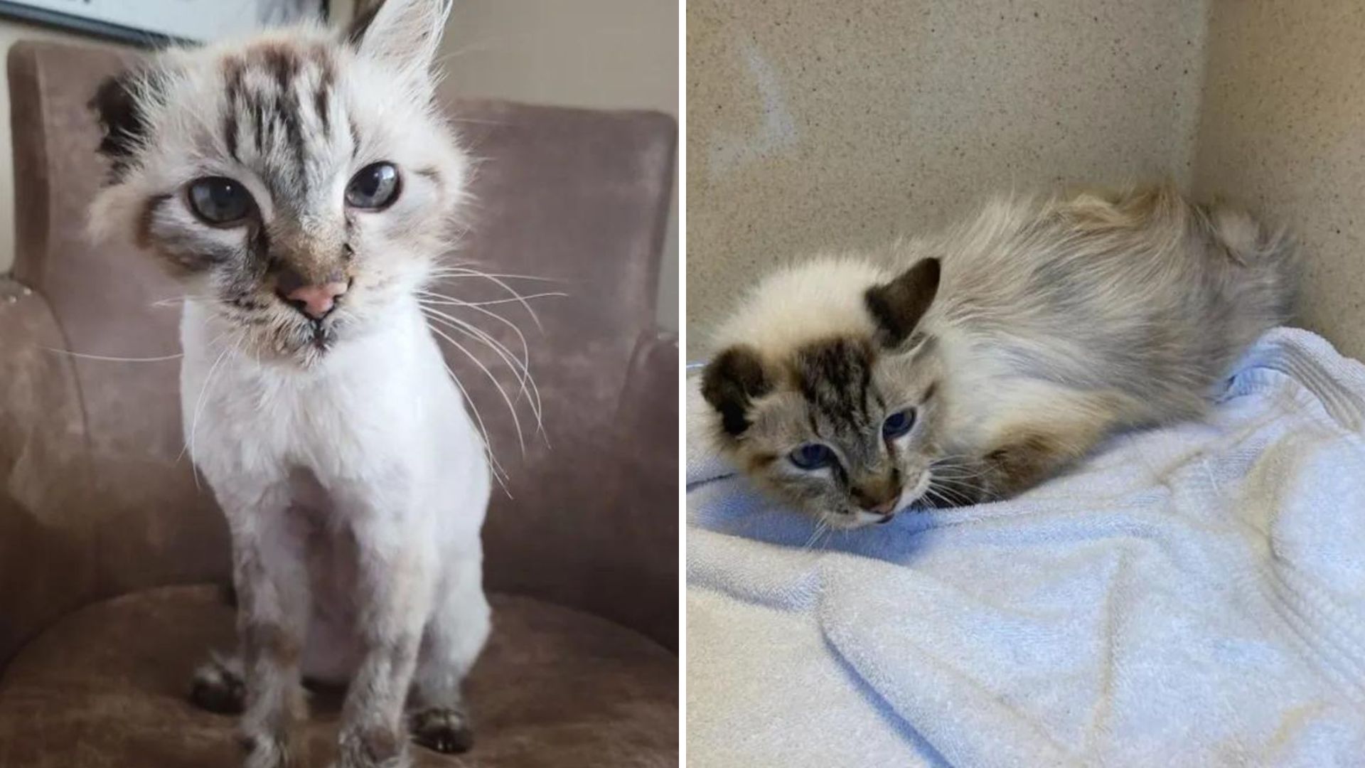 one eared cat