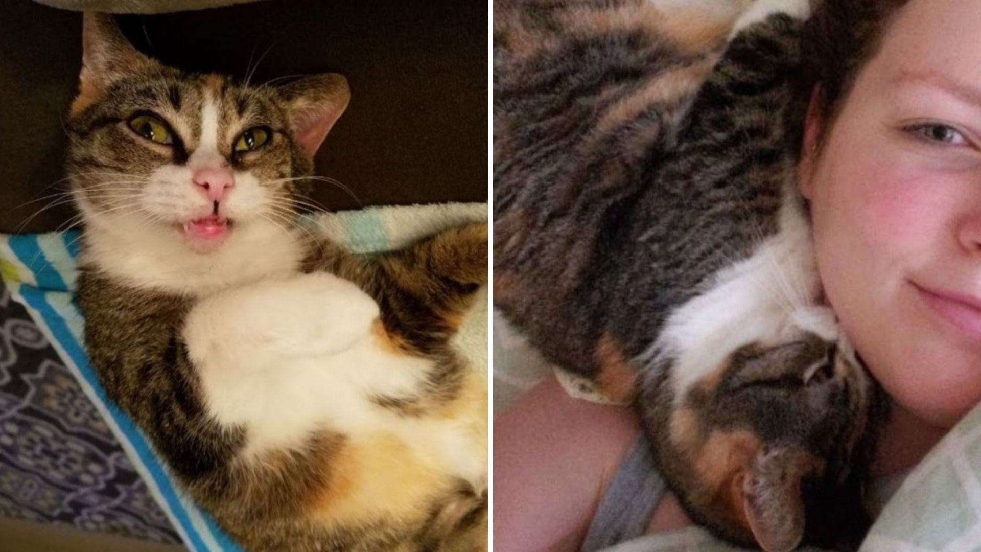Senior Deaf Cat
