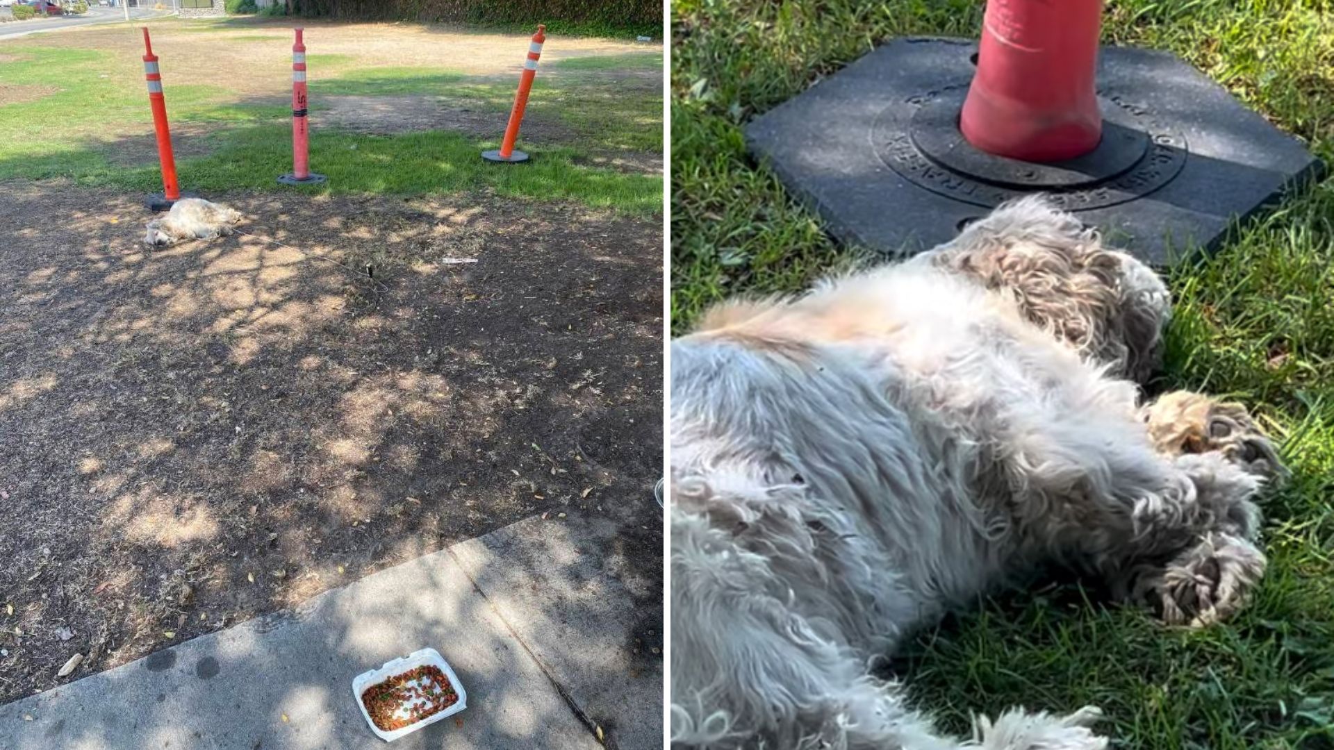 dog found tied to a cone