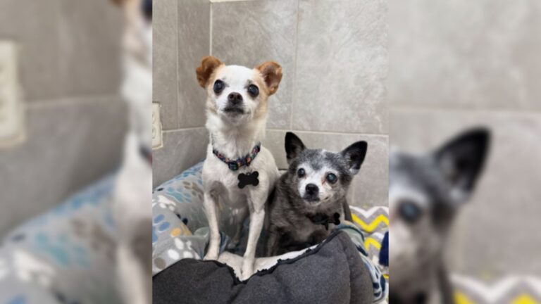 two senior sisters end up in shelter