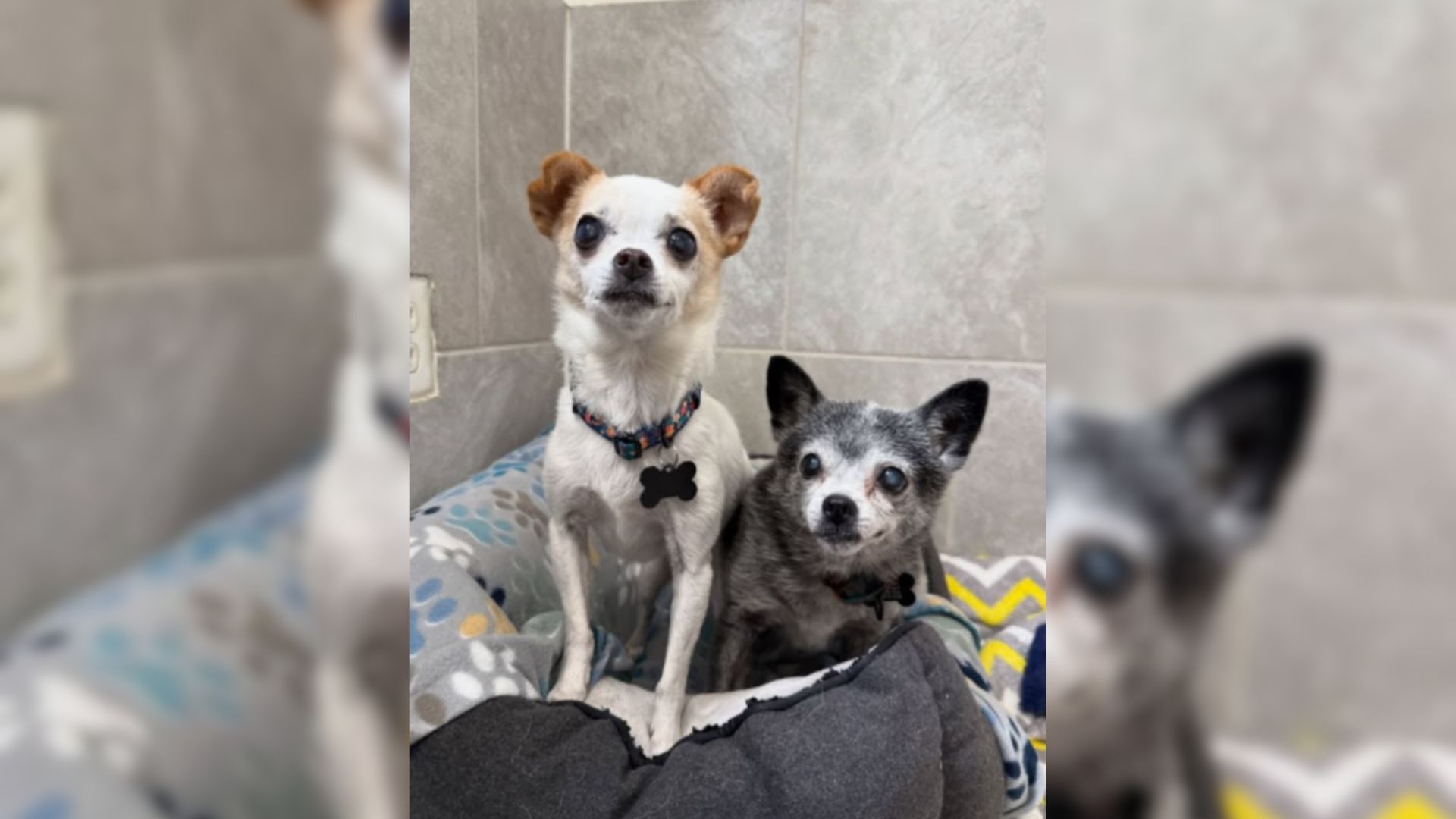 two senior sisters end up in shelter