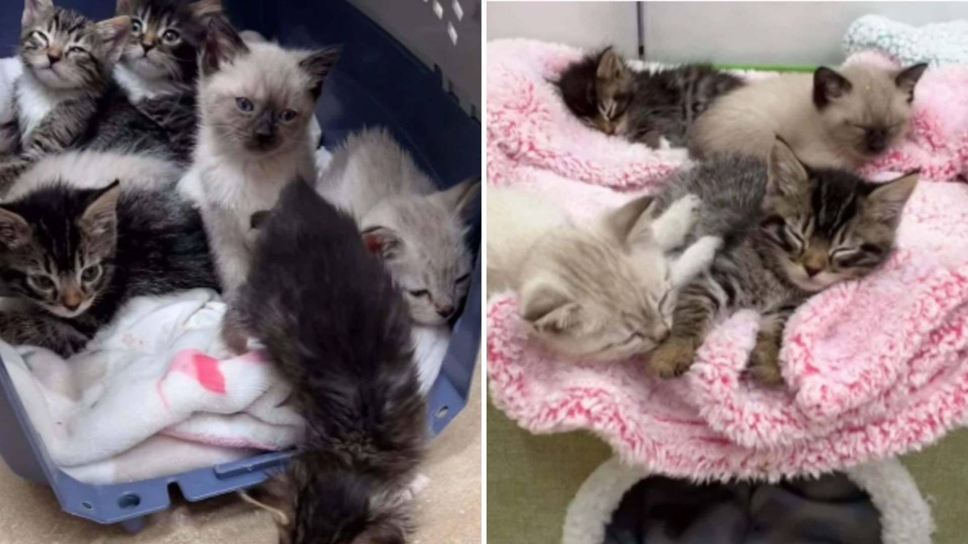 seven freezing kittens found in backyard
