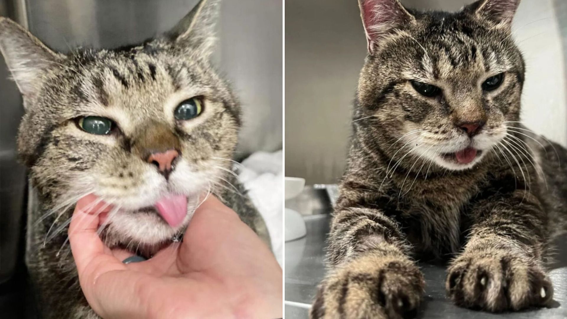 senior cat Jack