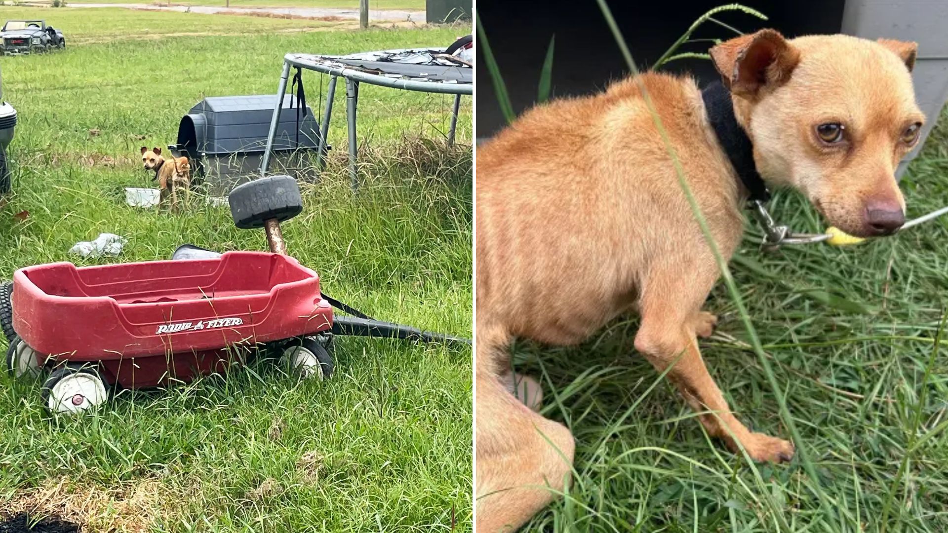 chihuahua chained to outdoor trampoline