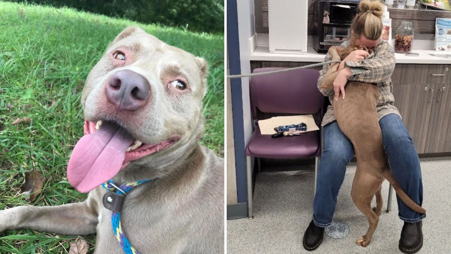 shelter dog