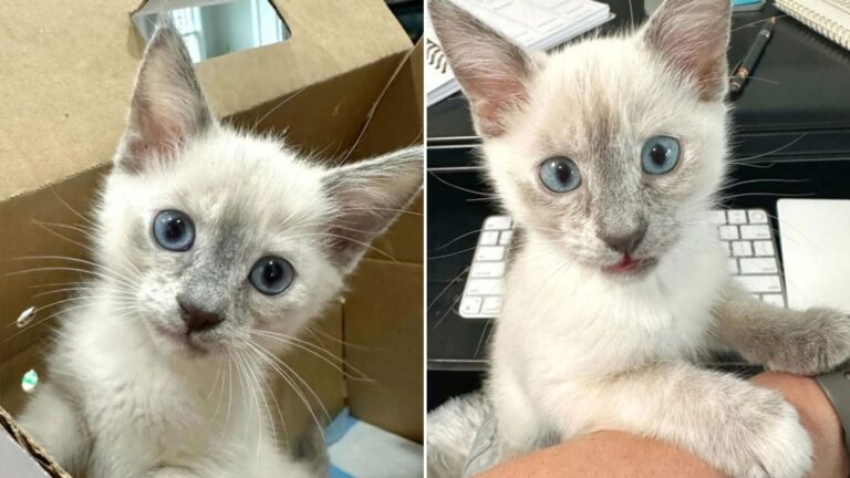 lavender the kitten