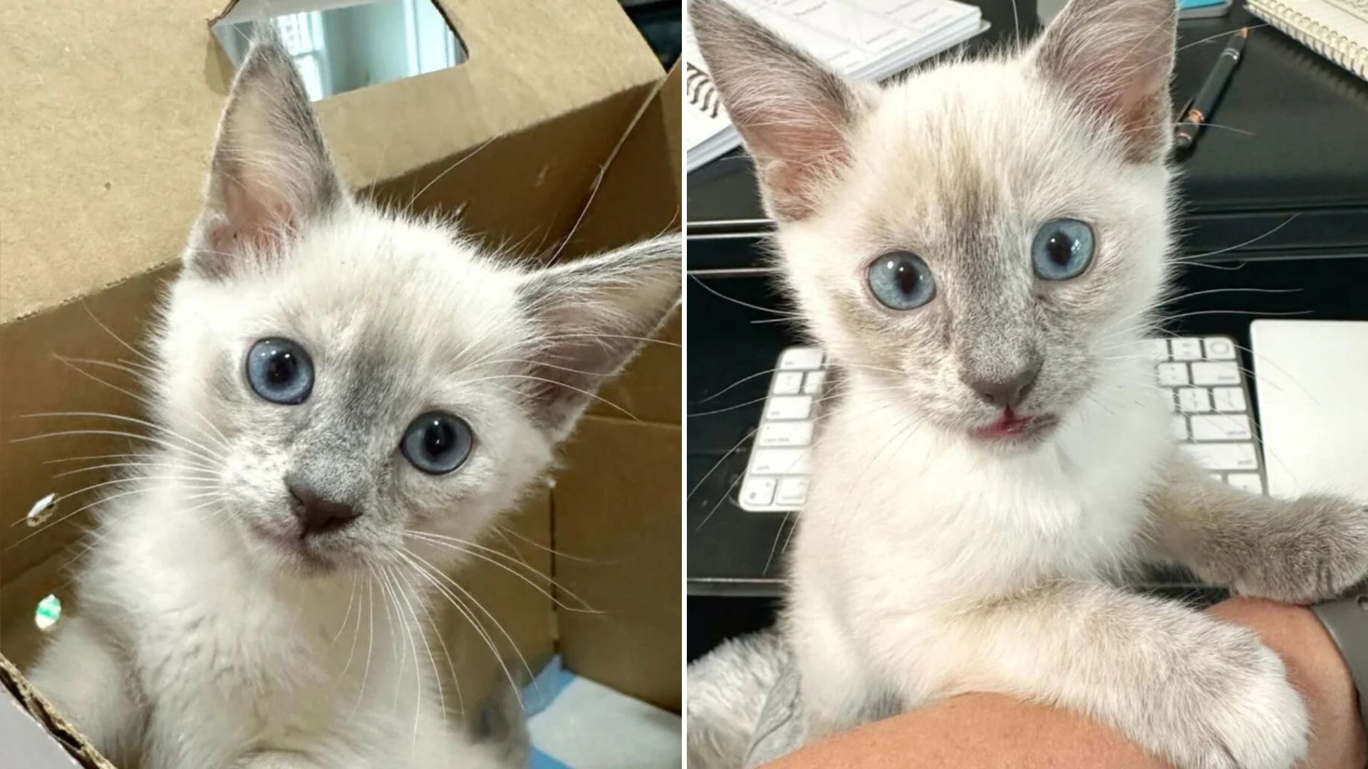 lavender the kitten