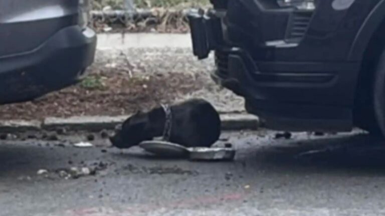 man finds dog chained to pole