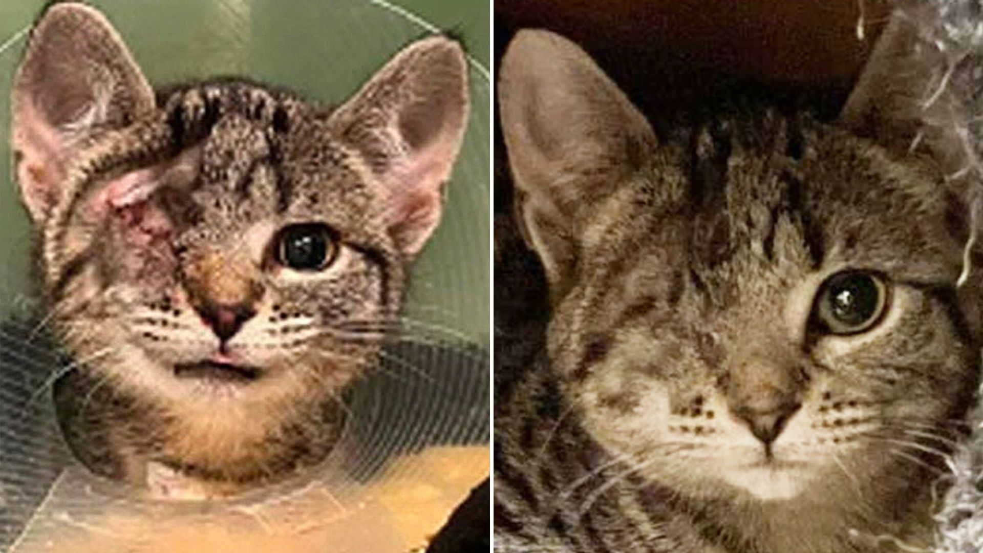 one eyed cat