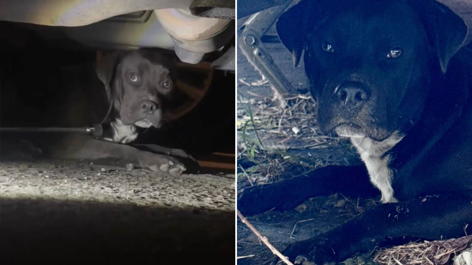 puppy hiding under a car