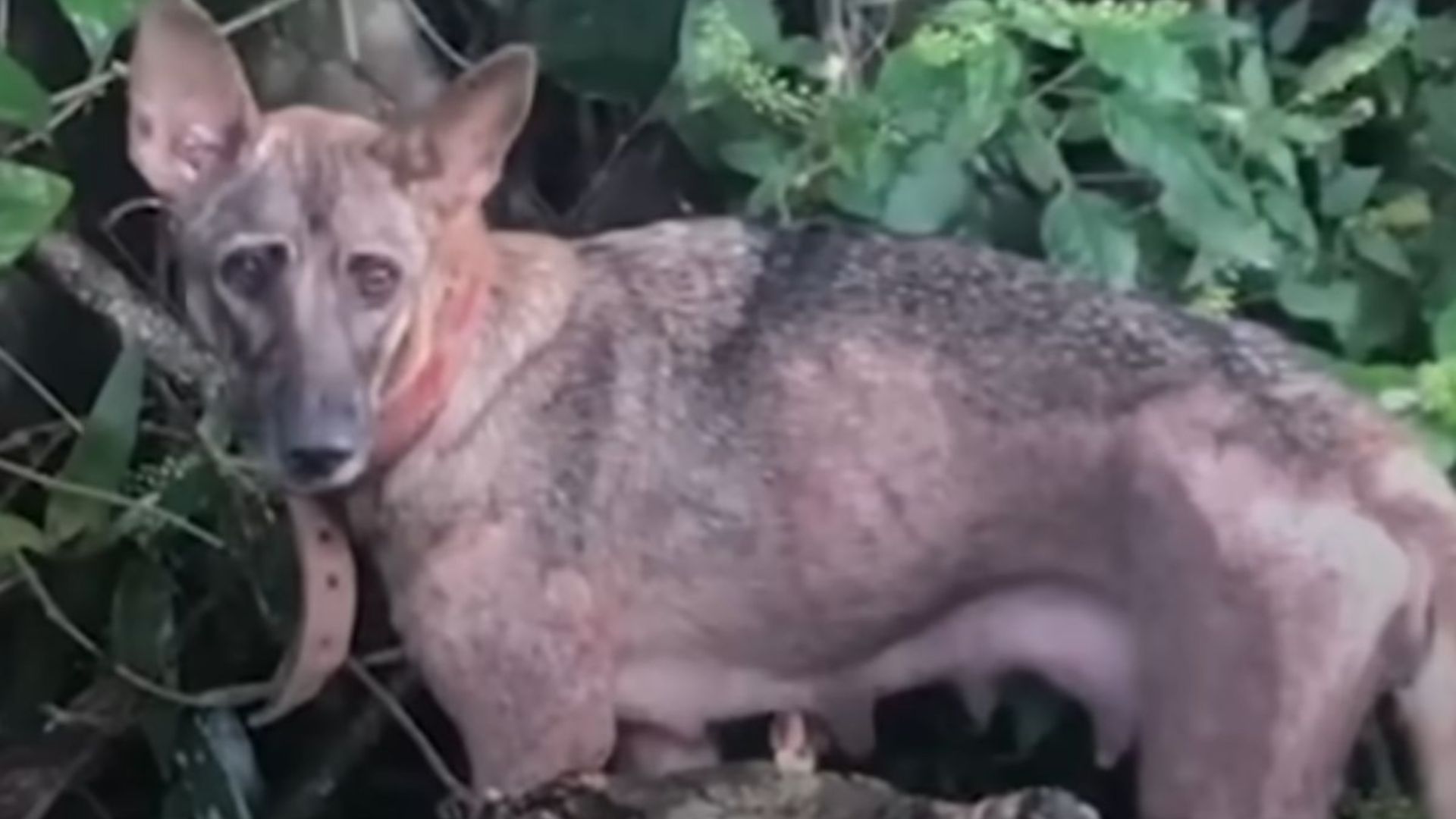 dog leads women to her hidden treasure