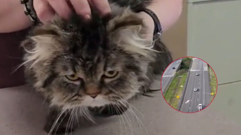 cat tossed from vehicle pennsylvania