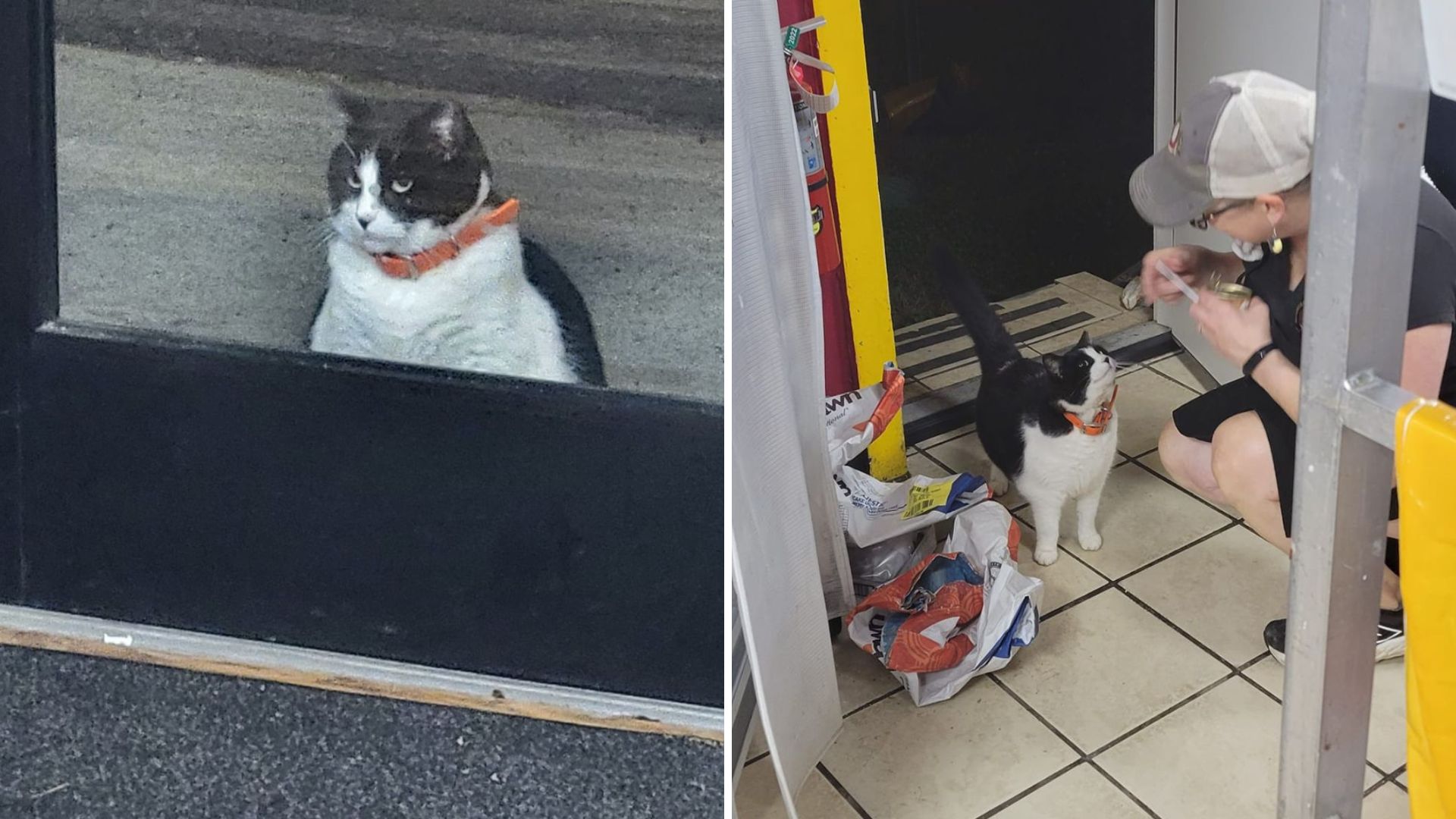 cat and donuts