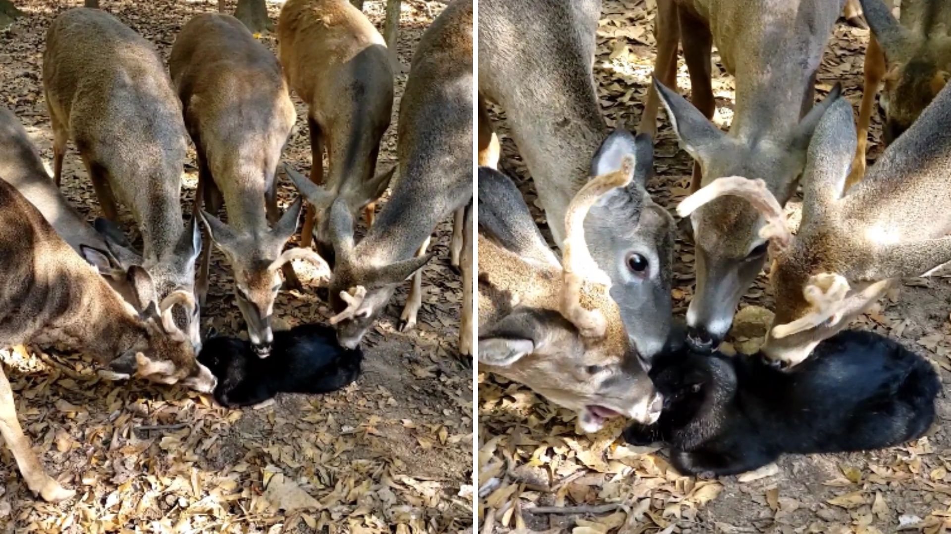 herd of deer and a cat