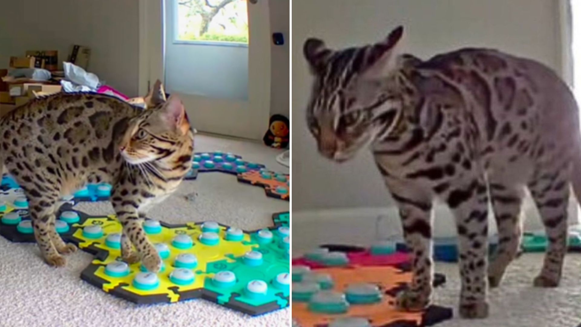cat and speech buttons