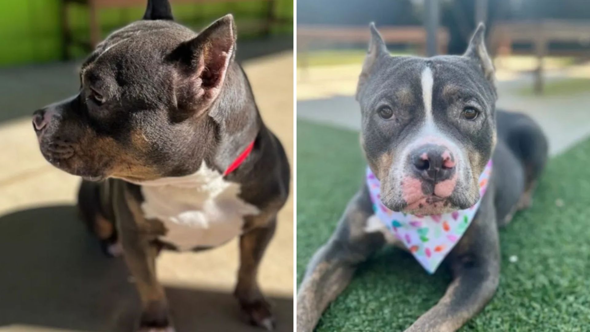 sick dog left at shelter with sad note