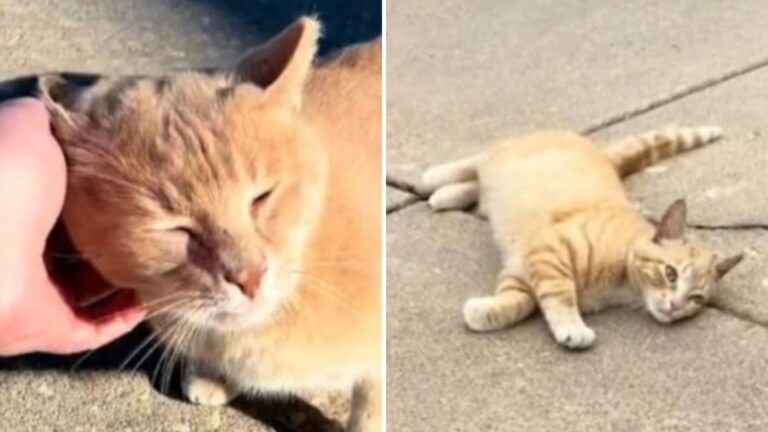 abandoned orange cat