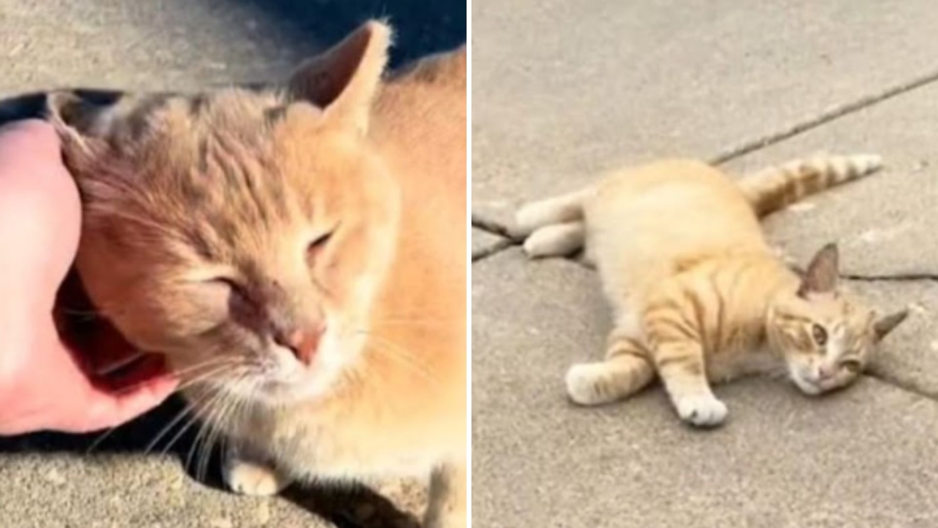 abandoned orange cat