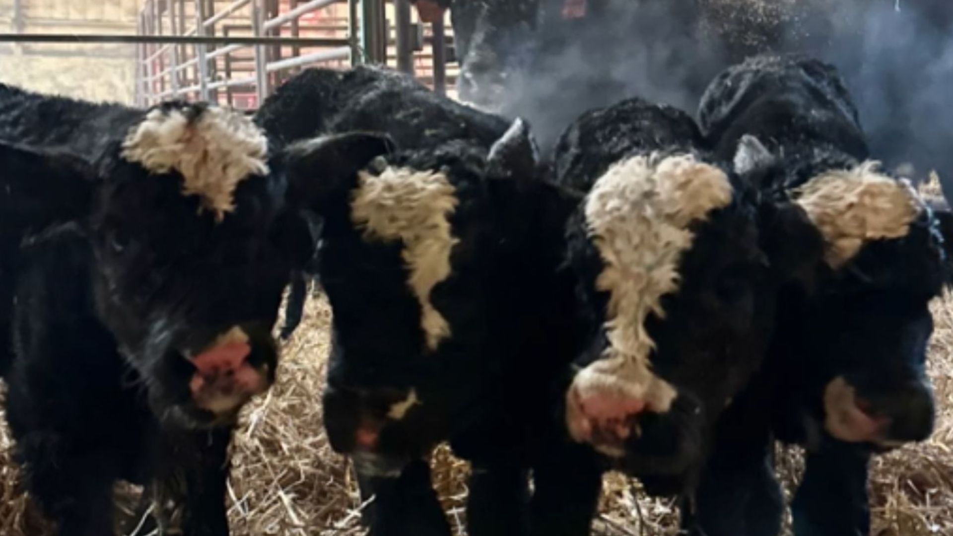 South Dakota Farmer Goes To Check On Pregnant Cow Only To Discover ‘1-In-179-Million Miracle’