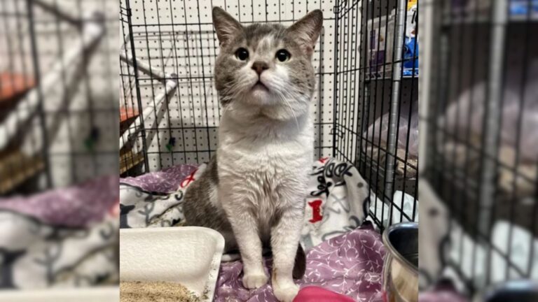 cat becomes the center of attention