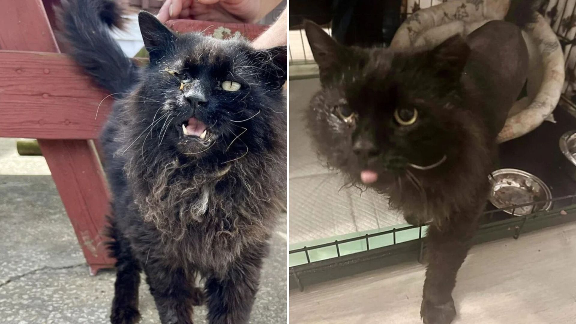 cosmo the black cat