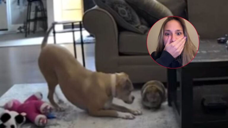 dog lets bunny out of cage