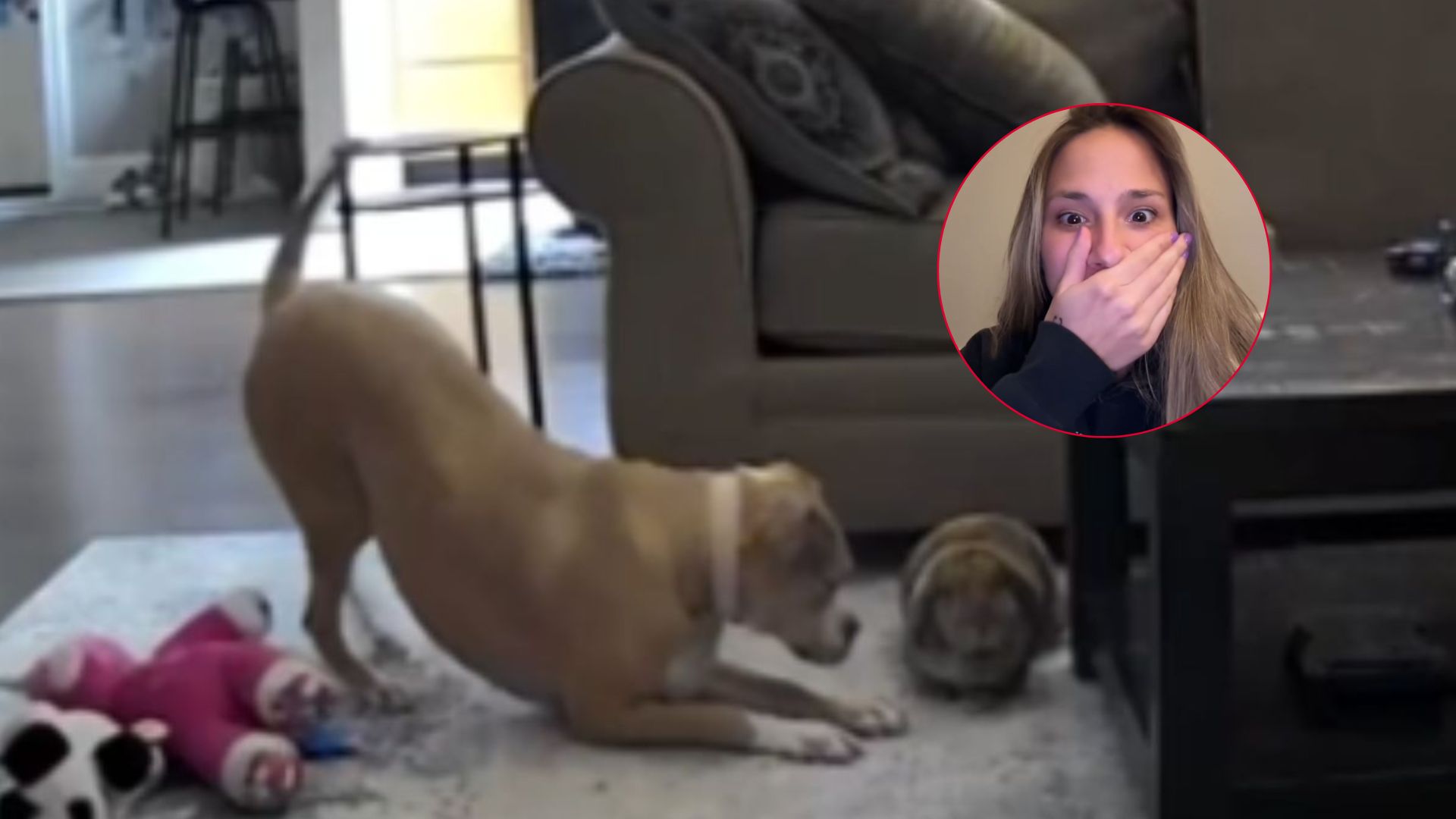 dog lets bunny out of cage