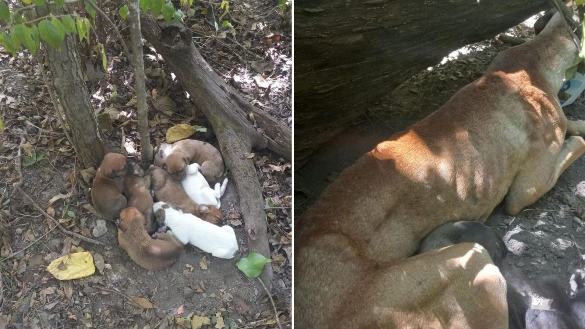 St. Louis Hikers Make A Shocking Discovery In The Forest And Quickly Rush To Help