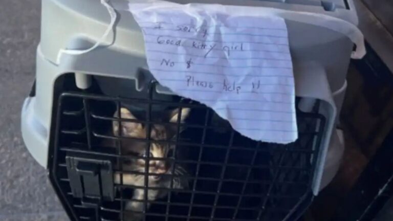 two pet carriers left in the heat