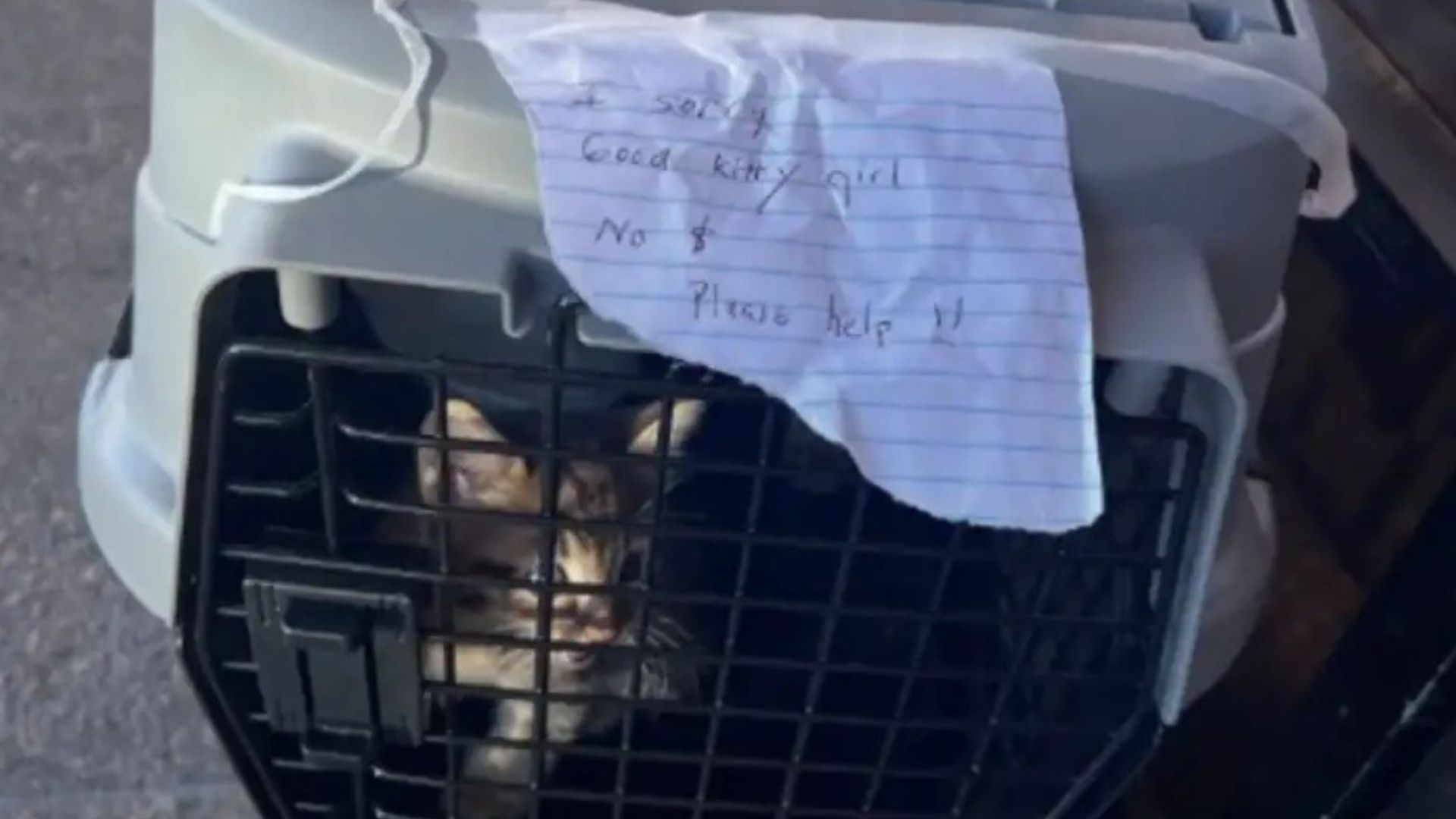 two pet carriers left in the heat