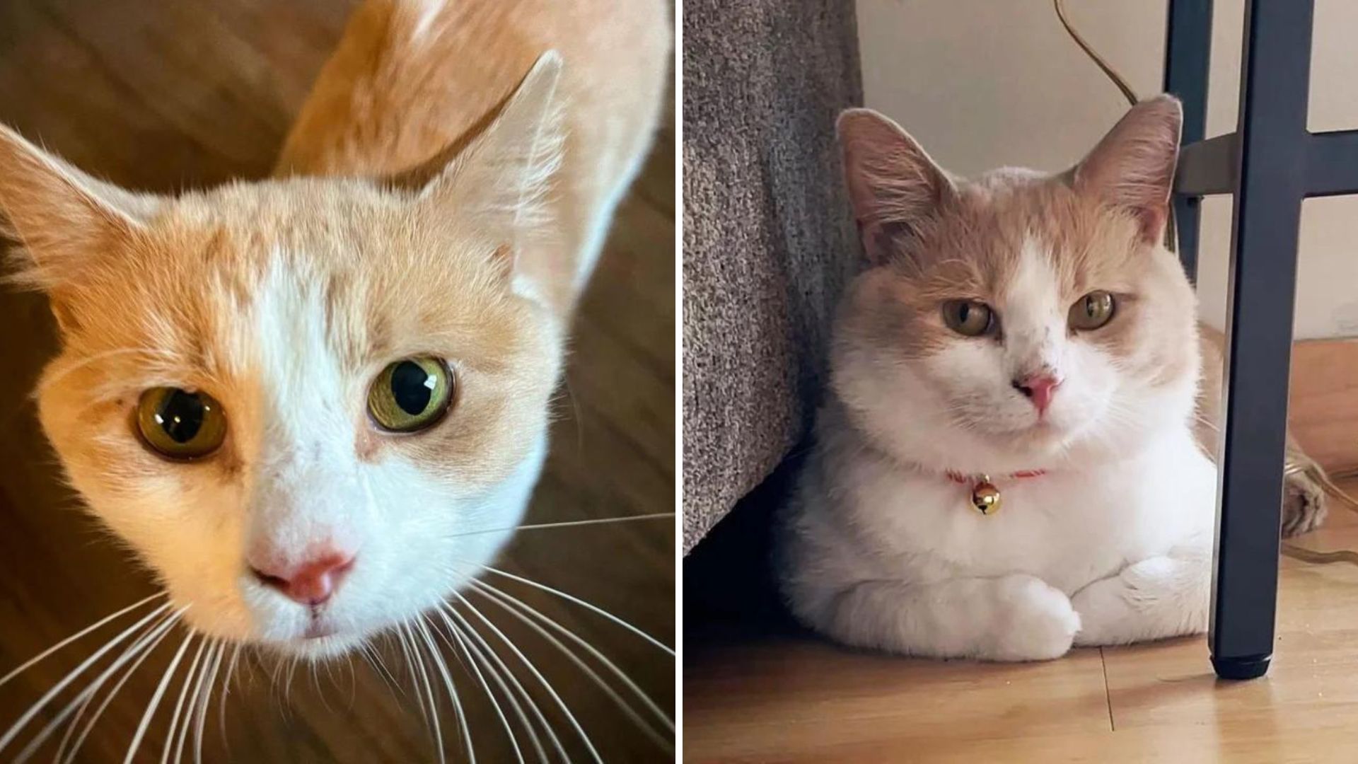 siggy the starving cat arrives