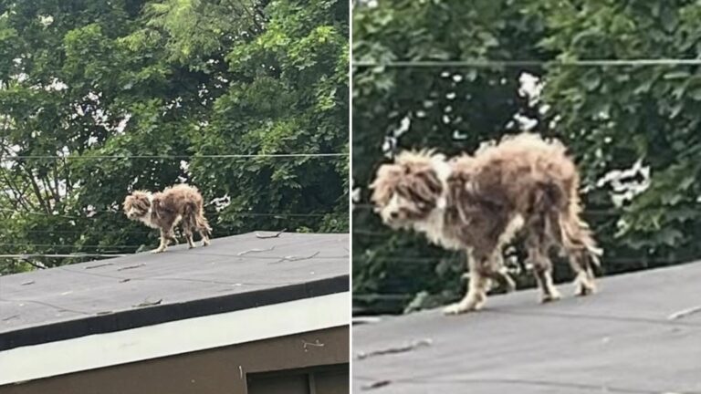 starving dog on the roof