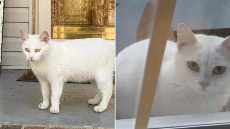 stray cat with kittens arrives at doorstep