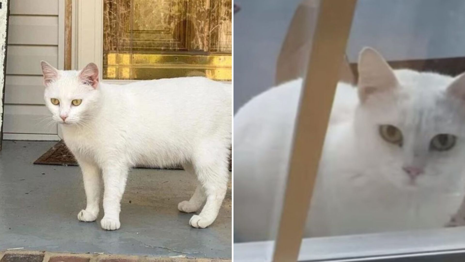 stray cat with kittens arrives at doorstep