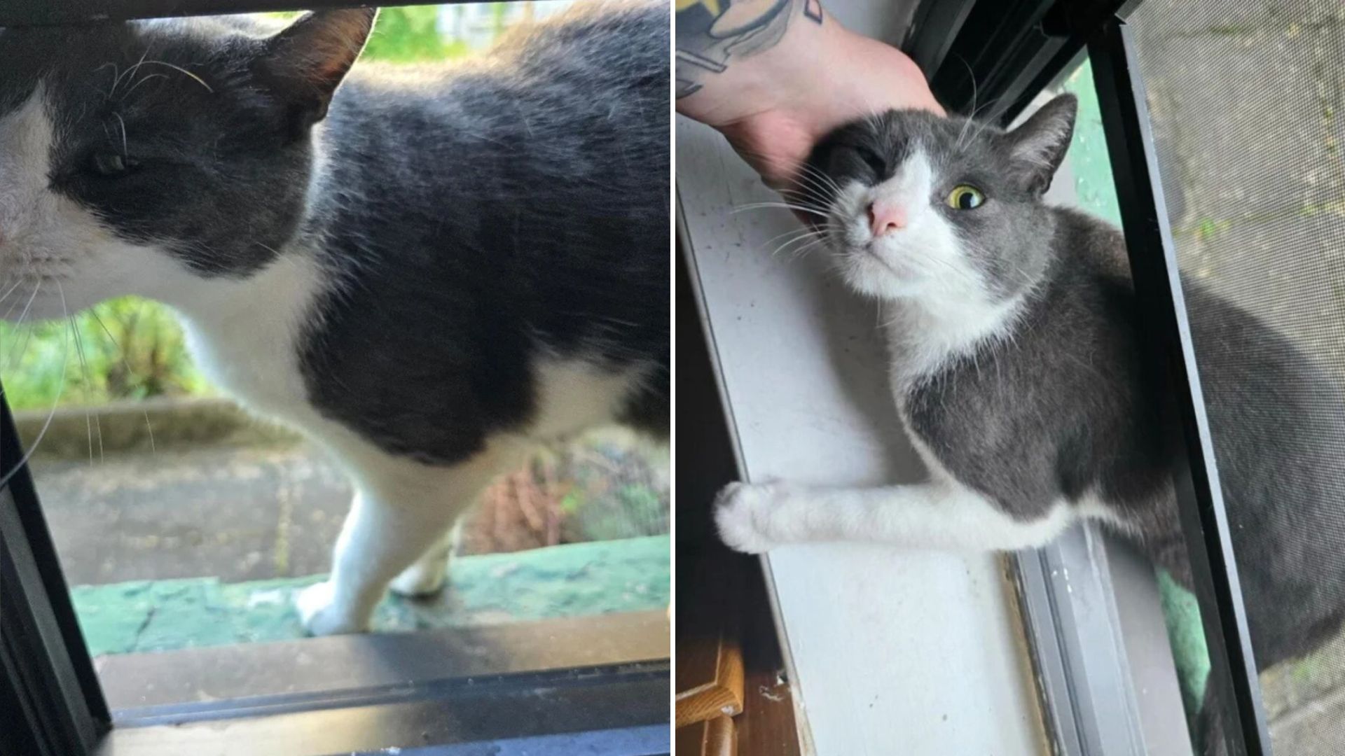 chris moves in house through window