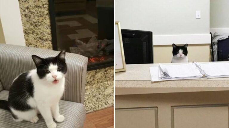 cat in nursing home