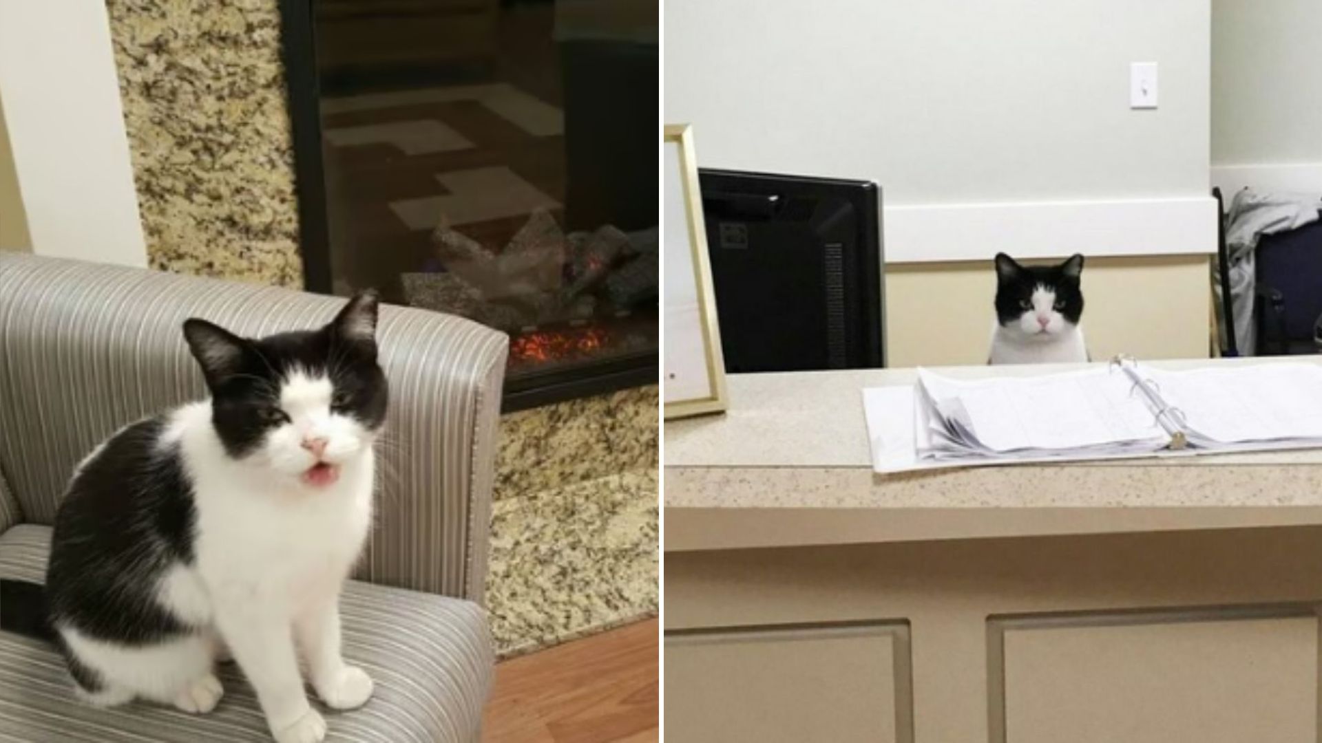 cat in nursing home
