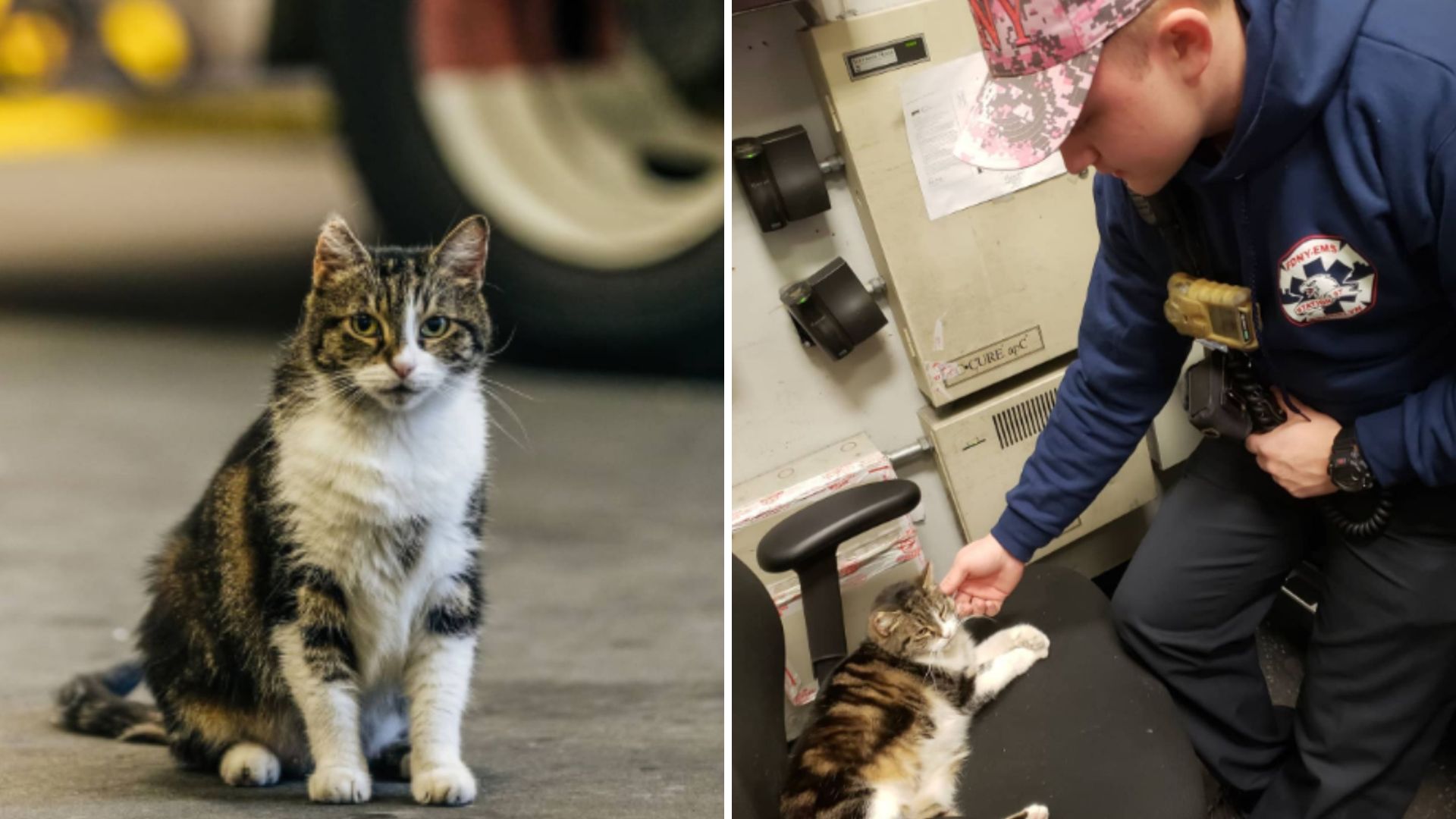 killer the cat runs fire station