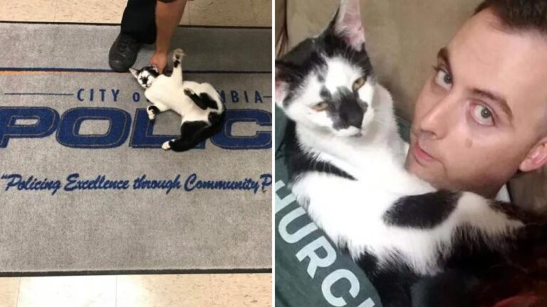 stray cat in police station
