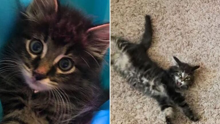 kitten walks into office