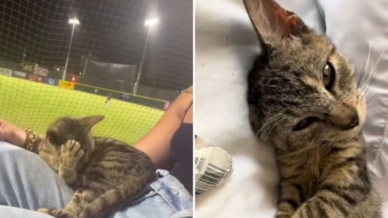 kitten chooses his mom at baseball game